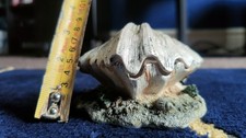 Aquarium ornament fish for sale  BOURNEMOUTH