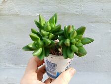 Crassula benjamin hybrid usato  Villaspeciosa