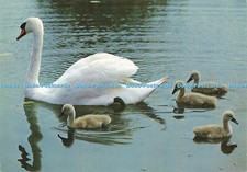 D163341 mute swans for sale  WARLINGHAM