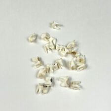 Lot raccoon molars for sale  Waseca