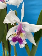 Cattleya warscewiczii halo for sale  San Francisco