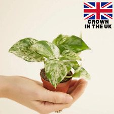 Marble queen pothos for sale  ANTRIM
