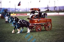 Thwaites ales horse for sale  ROSSENDALE