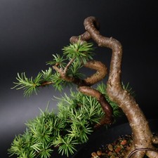 Larch bonsai tree for sale  UK