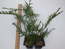 Green giant thuja for sale  Albany