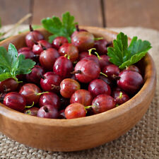 Gooseberry hardy fruit for sale  IPSWICH
