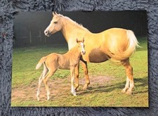 Rara cartolina cavalli usato  Spedire a Italy