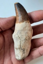 Grande dente con usato  Minerbio
