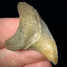 Anterior false toothed for sale  Battleboro