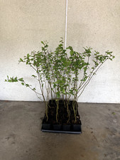 Hainbuche topf 60 gebraucht kaufen  Albstadt