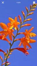 Live plants bulbs for sale  Daphne