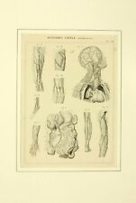 Anatomia umana tav. usato  Lucca