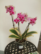 Phalaenopsis sogo vivian gebraucht kaufen  Miltenberg