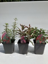 Fuchsia collection plants for sale  WOLVERHAMPTON