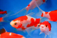 Sarasa comet goldfish for sale  MANSFIELD