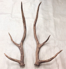 Real elk antlers for sale  USA