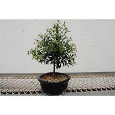 Flowering brush cherry for sale  Freeport