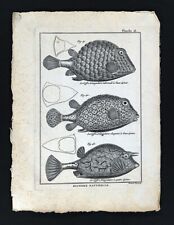 1789 bonnaterre fish d'occasion  Expédié en Belgium