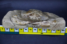 Amazing large fossil for sale  UK