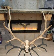 Skull antlers for sale  Laredo