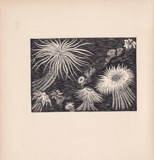1929 sea anemones for sale  BIDEFORD