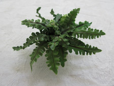 Dollhouse miniature serendipit for sale  Boise