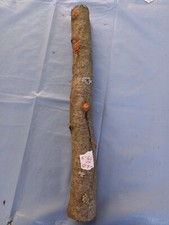 Pflaumenbaum alte sorte gebraucht kaufen  Chemnitz