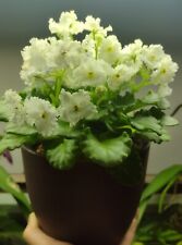 Afircan violet snow for sale  White Plains