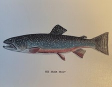 Beautiful brook trout for sale  Homosassa