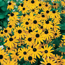Rudbeckia goldsturm establishe for sale  PETERBOROUGH