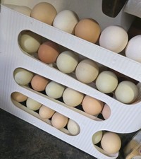 Farm fresh eggs for sale  Bath Springs