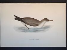 Cinereous shearwater history usato  Roma