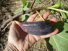 Ficus carica cigar usato  San Cassiano