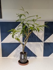 Bonsai golden weeping for sale  BRACKNELL