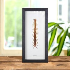 Taxidermy centipede frame for sale  HITCHIN