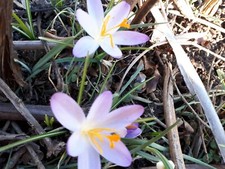 krokus gebraucht kaufen krokus gebraucht kaufen Grimma