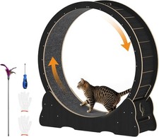 Quiet indoor cat for sale  New York