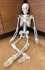 Vintage anatomical human for sale  New London
