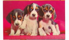 Dog three beagle for sale  Carleton