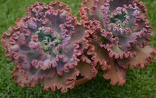 Echeveria dick wright for sale  Canoga Park