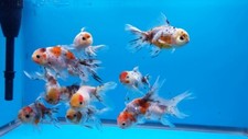 Calico oranda goldfish for sale  Haslet
