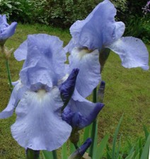 iris germanica for sale iris germanica for sale NORWICH