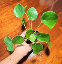 Chinese money plant for sale  Live Oak