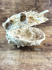 Spiny oyster shell for sale  West Palm Beach