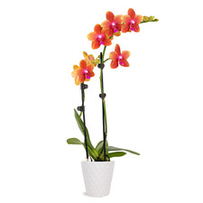 plant white ceramic pot for sale plant white ceramic pot for sale Denver