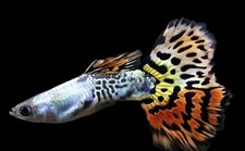 Guppy fish for sale  WOODBRIDGE