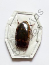 Usado, *** BEETLES, (252119) , Cetoniidae, Pachnoda frontalis, Angola *** comprar usado  Enviando para Brazil