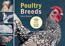 Poultry breeds chickens for sale  Lynden