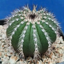 Uebelmannia pectinifera multic usato  Tramonti