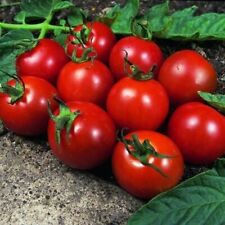 Alicante tomato plug for sale  NOTTINGHAM